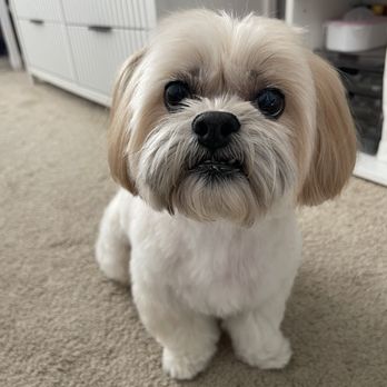 Top Dog - Pet Groomers Near Me - Clovis, California Top Dog - Pet Groomers Near Me - Clovis, California