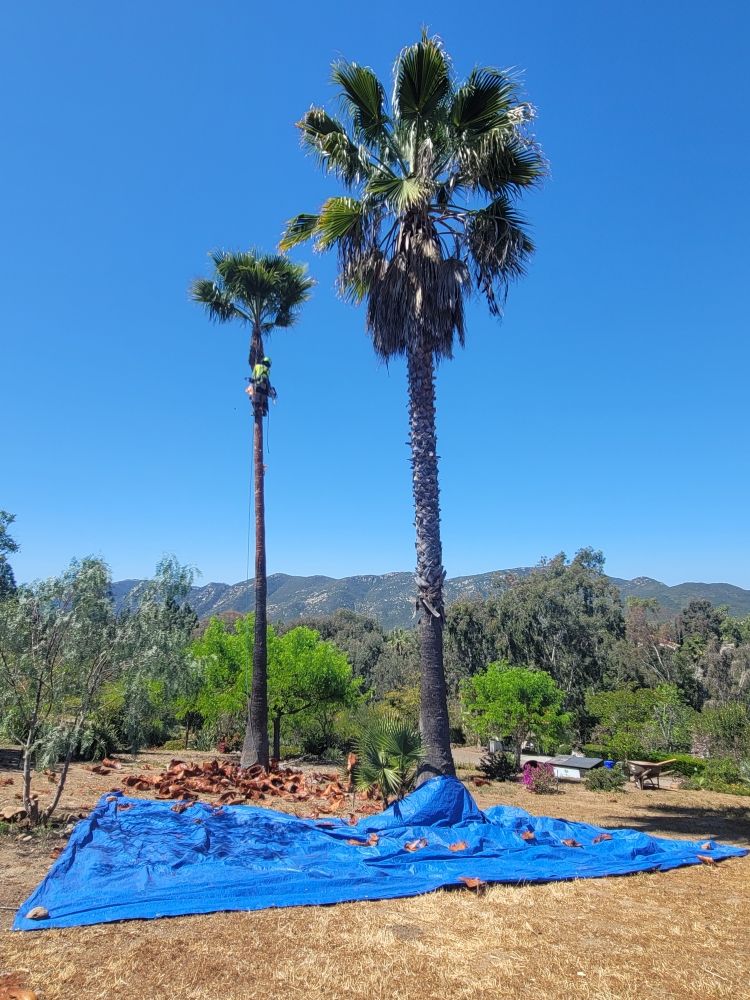 ARBORCARE TREE CARE 98 Photos & 66 Reviews Tree Services