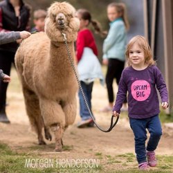 1870 Farm - Jeff the Alpaca loves kids!
