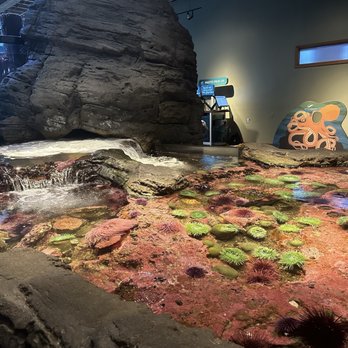 Seattle Aquarium - Aquariums Near Me - Seattle, Washington
