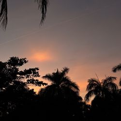 Botanica Organica - Sunset