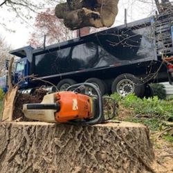 American Climbers - Great day to do some tree removals
