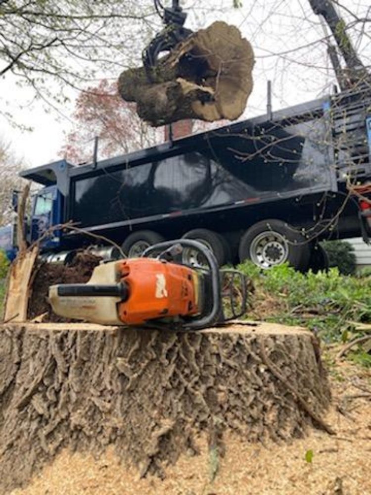 American Climbers - tree service in Southborough, MA