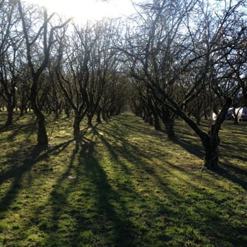 Canadian Hazelnut - the sun shining through the trees - Specialty Food Near Me - Agassiz, British Columbia Canadian Hazelnut - the sun shining through the trees - Specialty Food Near Me - Agassiz, British Columbia