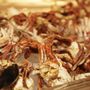 ProShuckers Seafood Catering
