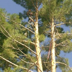 Desert Oasis Tree Service - Taking 1/2 of a storm Dammaged Pine tree.