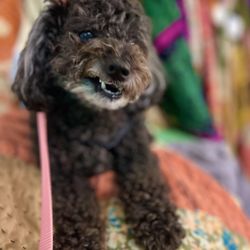 Perk-N-Pooch - Her attempt at a Smile!