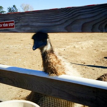 Ostrichland USA - Emu - Attraction Farms Near Me - Solvang, California