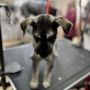 Photo of Waggin Tails Dog & Cat Grooming
