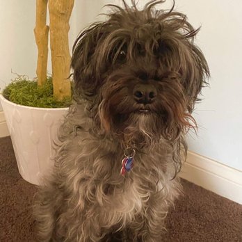The Dog Haus - Tucker before and super scruffy - Pet Training Near Me - Bakersfield, California The Dog Haus - Tucker before and super scruffy - Pet Training Near Me - Bakersfield, California
