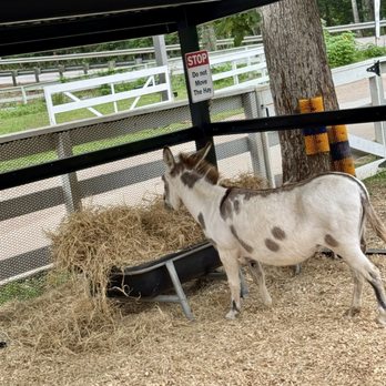 Ranch Revival - Miniature donkey Blanche. - Beer, Wine & Spirits Near Me - Montgomery, Texas Ranch Revival - Miniature donkey Blanche. - Beer, Wine & Spirits Near Me - Montgomery, Texas