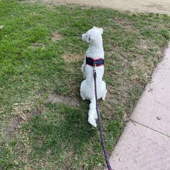 Double Dog Dare Ya - Pet Groomers Near Me - Burbank, California