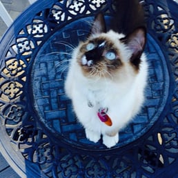 I adopted this sweet girl a year ago. I adopted this sweet girl a year ago.