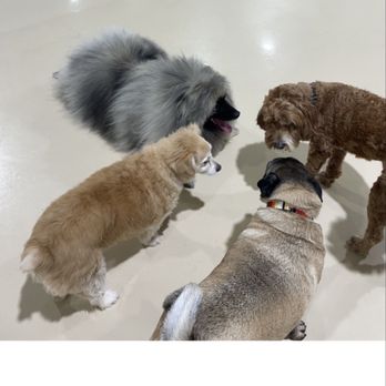 Dog Den - Pet Boarding Near Me - Anaheim, California