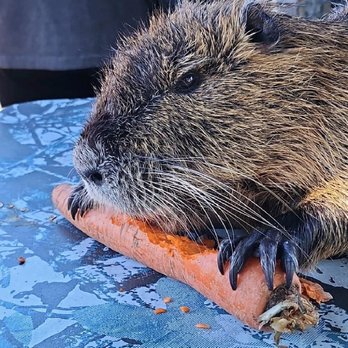 Zam's Swamp Tour - There pet nutria eating a carrot - Tours Near Me - Thibodaux, Louisiana