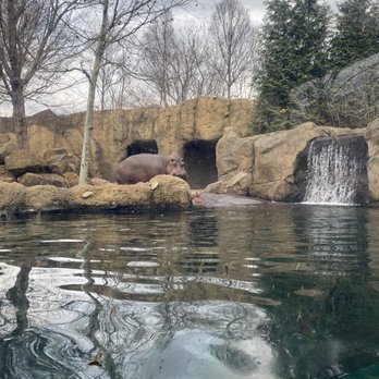 Hippo Cove - Zoos Near Me - Cincinnati, Ohio Hippo Cove - Zoos Near Me - Cincinnati, Ohio
