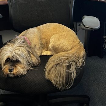 Penny's Pup Wash - This is two weeks after her hair cut still looking fresh! - Pet Groomers Near Me - Costa Mesa, California