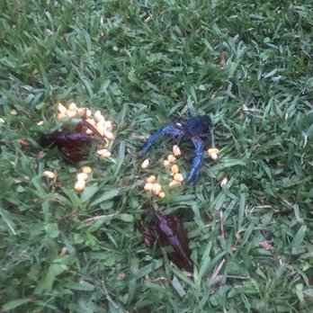Big John's Seafood Patio - a blue crab in the grass - Cajun/Creole Near Me - Erath, Louisiana