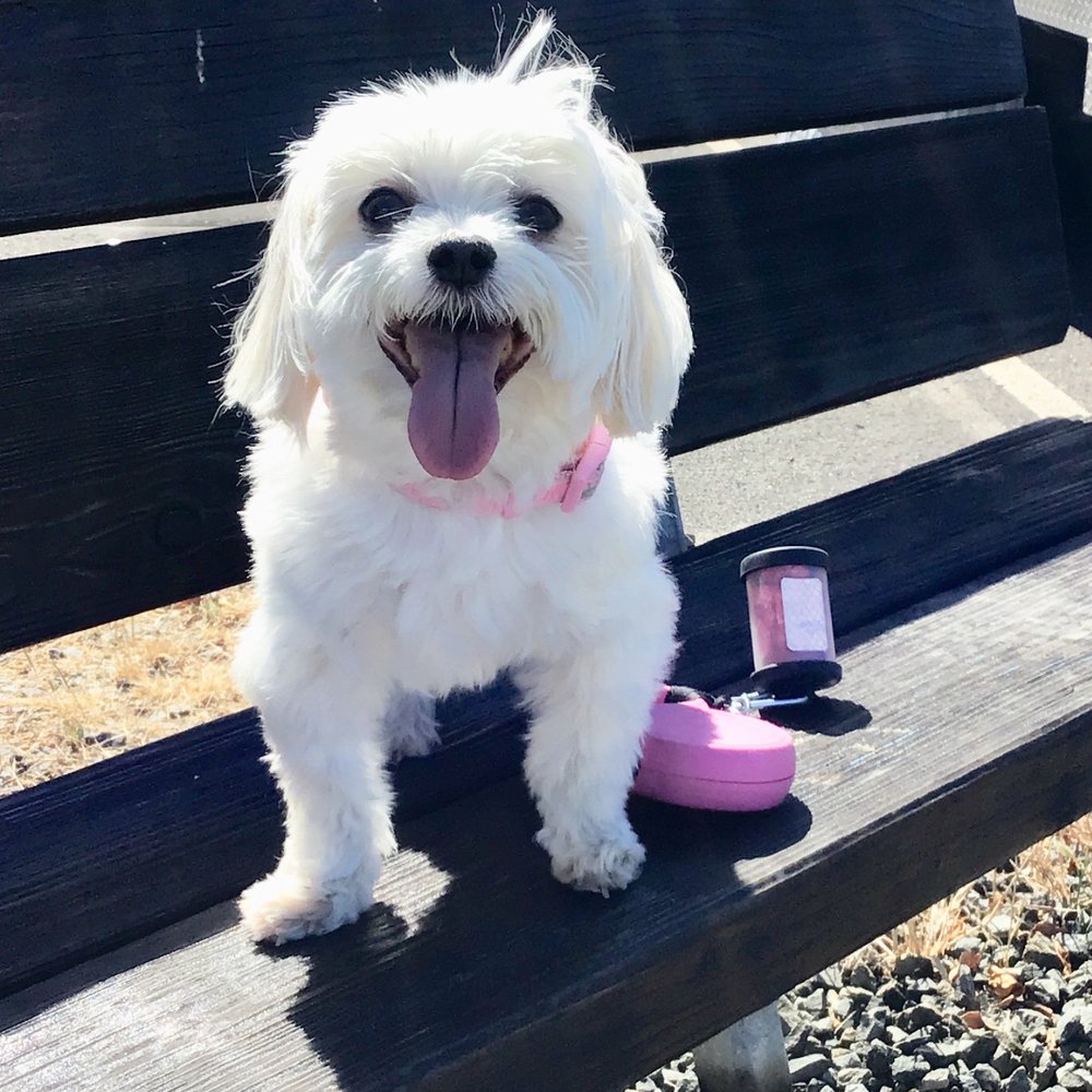 Montecito Veterinary Center - Veterinarians Near Me - Santa Rosa, California