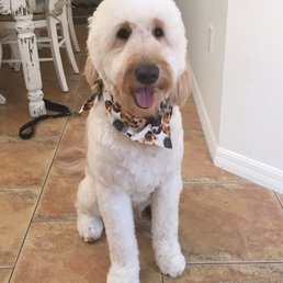 Shandra you did a amazing grooming for my dog sky. He is so happy as its visible from his pic :)..