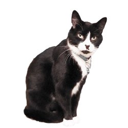 Purr-fect Companions Sanctuary - We are all in need of homes.  We accept new adopters from all over the Cleveland area.
