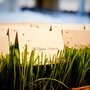 Photo of Bella Fiora A Floral Design Studio
