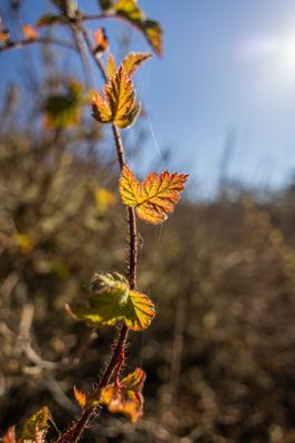 Point Lobos State Natural Reserve by null
