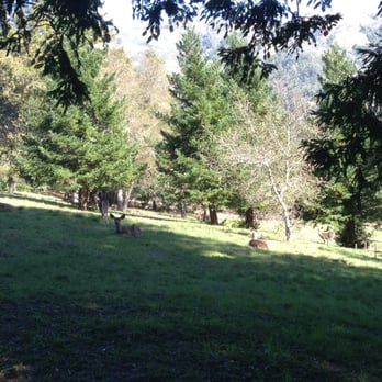 Sierra Mar - Doe sightings galore - New American Near Me - Big Sur, California Sierra Mar - Doe sightings galore - New American Near Me - Big Sur, California