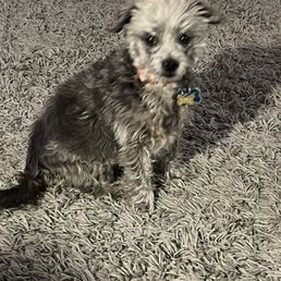 Bailey Bailey