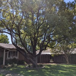 A Better Tree Service