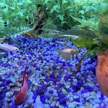 PetSmart - Female Bettas available for adoption - Pet Stores Near Me - Torrance, California PetSmart - Female Bettas available for adoption - Pet Stores Near Me - Torrance, California
