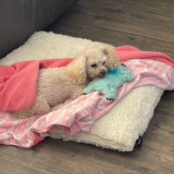 A Peaceful Passing - Bella- 14 y/o - Veterinarians Near Me A Peaceful Passing - Bella- 14 y/o - Veterinarians Near Me