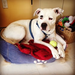 Agatha's Grooming Parlor - Dude enjoying his spa day!