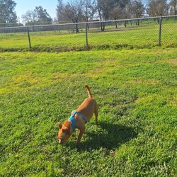 Small dog at dog park