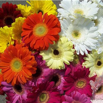 Bunches Flower - Florists Near Me - Edmonton, Alberta