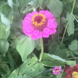Harvick Farms - Both small and large zinnias are growing all over the farm.