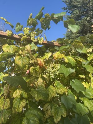 Woods Bay Wine by null