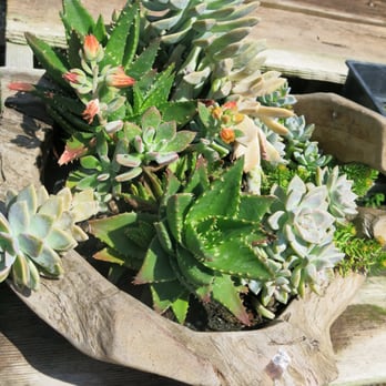 Azul and Verde Nursery - Nurseries & Gardening Near Me - Torrance, California Azul and Verde Nursery - Nurseries & Gardening Near Me - Torrance, California