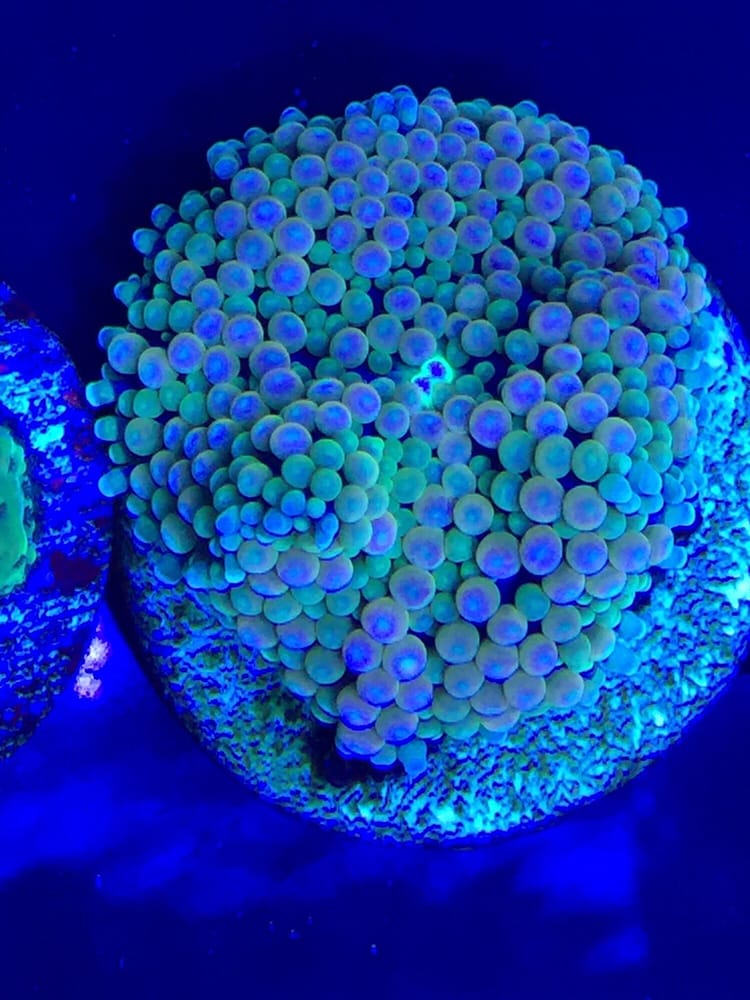 Frag Freak Image