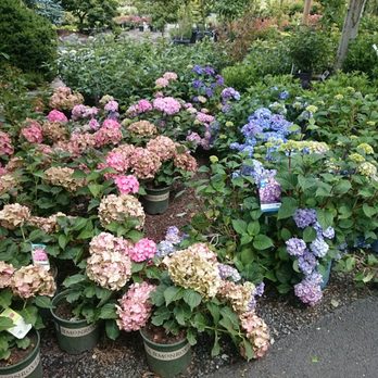 Dennis' 7 Dees Garden Center - Hydrangeas - Nurseries & Gardening Near Me - Vancouver, Washington
