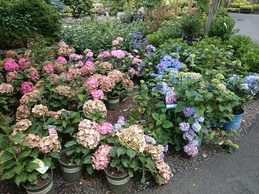 Shorty S Garden Center 10006 Se Mill Plain Blvd Vancouver Wa Nurseries Mapquest