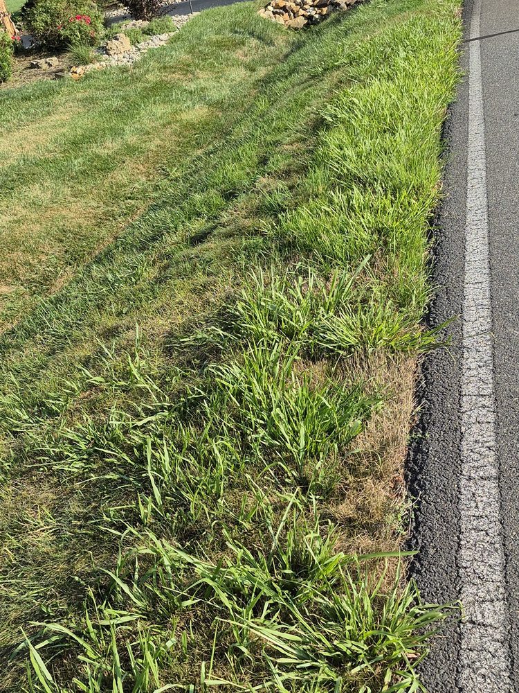 Virginia Green - tree service in Richmond, VA