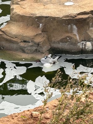 Mississippi Aquarium by null