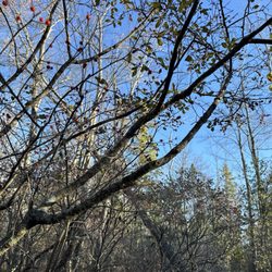 Orono Bog Boardwalk