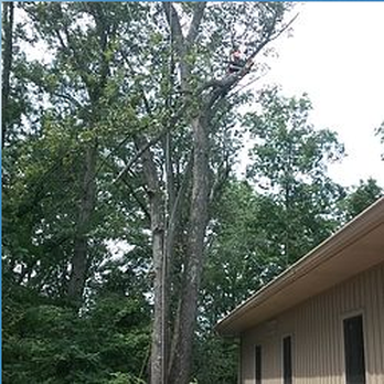 Elite Tree Experts - Tree Services Near Me Elite Tree Experts - Tree Services Near Me