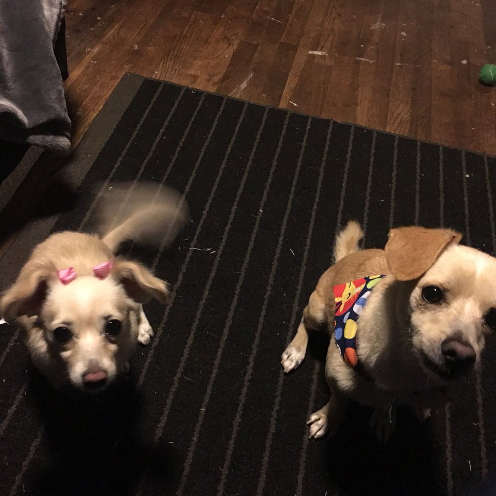 Lovely Pet Grooming - Pet Groomers Near Me - La Palma, California Lovely Pet Grooming - Pet Groomers Near Me - La Palma, California