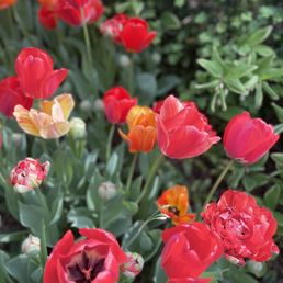 Tulips