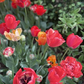 Dixon Gallery & Gardens - Tulips - Museums Near Me - Memphis, Tennessee