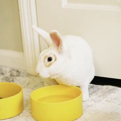 Bunny Rescue - My little blessing, thank you Laurie!!
