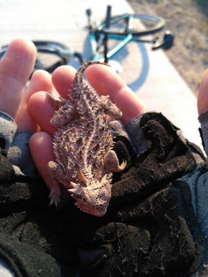 Palo Alto Battlefield National Historical Park by null
